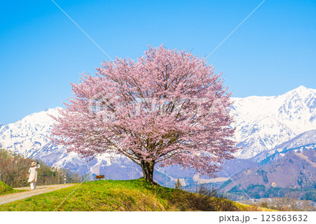 春の白馬 野平の一本桜 春の白馬 野平の一本桜 125863632