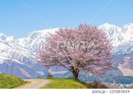 春の白馬　野平の一本桜 125863634