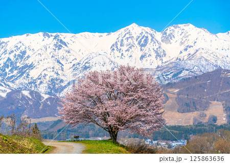 春の白馬 野平の一本桜 春の白馬 野平の一本桜 125863636