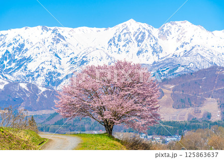 春の白馬　野平の一本桜 125863637