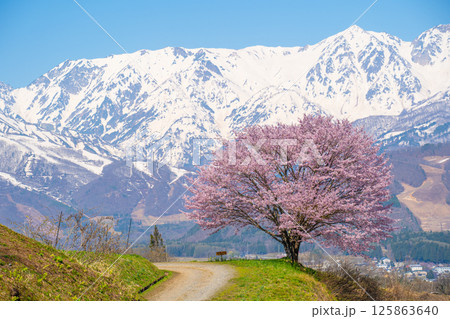 春の白馬　野平の一本桜 125863640
