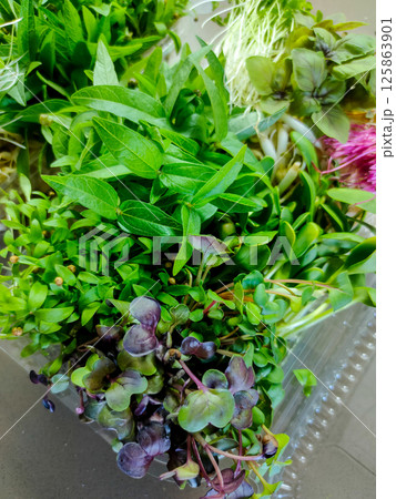 Vibrant close-up of assorted microgreens in plastic container Vibrant close-up of assorted microgreens in plastic container 125863901