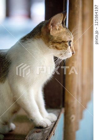 Alert adult cat watching through wooden frame Alert adult cat watching through wooden frame 125864197