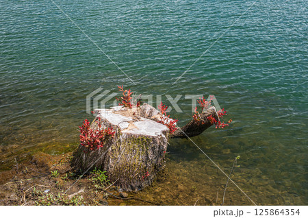 余呉湖の水辺の切り株　滋賀県長浜市余呉町 125864354