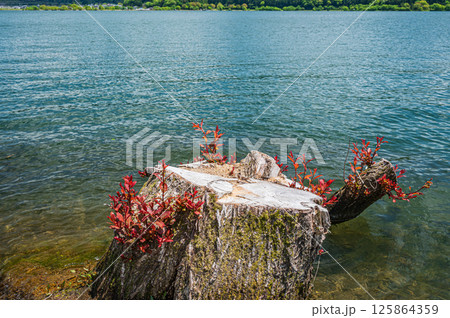 余呉湖の水辺の切り株　滋賀県長浜市余呉町 125864359