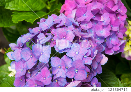 Hydrangeas are the typical flowers of the Azores Islands 125864715
