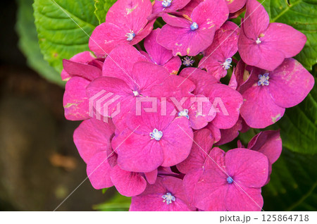 Hydrangeas are the typical flowers of the Azores Islands 125864718