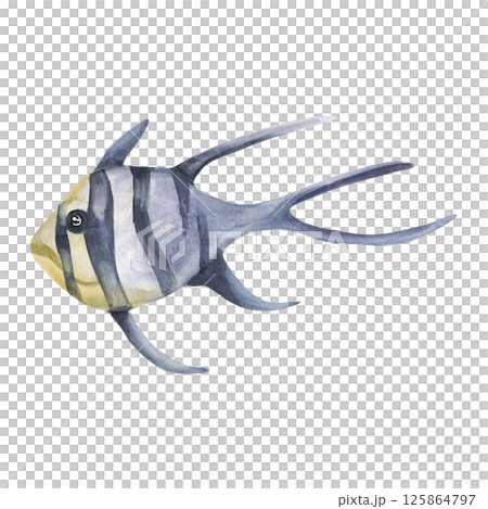 Aquarium striped fish with long fins and tail watercolor illustration. Hand drawn marine clipart with deep sea fish in monochrome for sticker, poster, card design 125864797