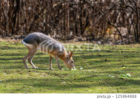 Patagonian Mara, Dolichotis patagonum are large relatives of guinea pigs 125864888
