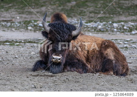 American buffalo known as bison, Bos bison in a german park 125864889