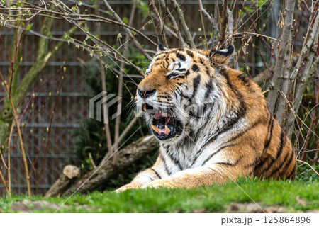 The Siberian tiger,Panthera tigris altaica in a park 125864896