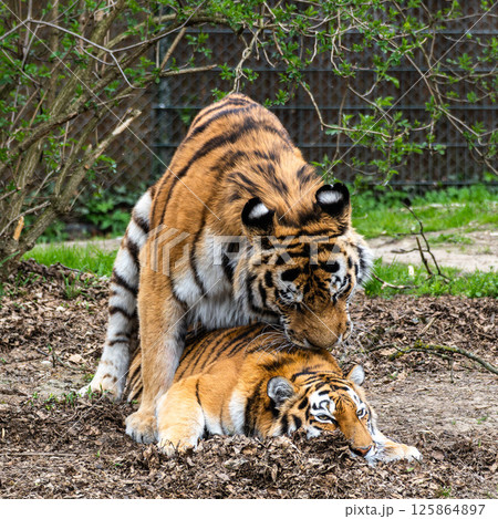 Mating Siberian tigers, Panthera tigris altaica in a park 125864897