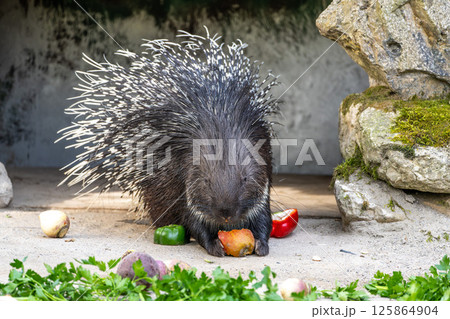 Indian crested Porcupine, Hystrix indica in a german nature park 125864904