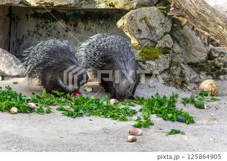 Indian crested Porcupine, Hystrix indica in a german nature park 125864905