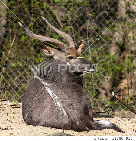 Nyala Antelope - Tragelaphus angasii. Wild life animal. Nyala Antelope - Tragelaphus angasii. Wild life animal. 125864910