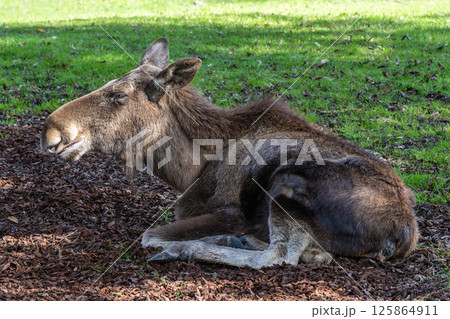 European Moose, Alces alces, also known as the elk 125864911