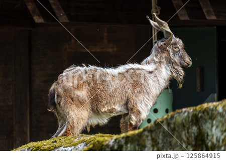 Turkmenian markhor, Capra falconeri heptneri living on the rocks 125864915