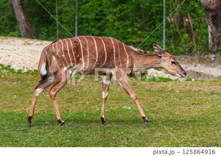 Nyala Antelope - Tragelaphus angasii. Wild life animal. Nyala Antelope - Tragelaphus angasii. Wild life animal. 125864916