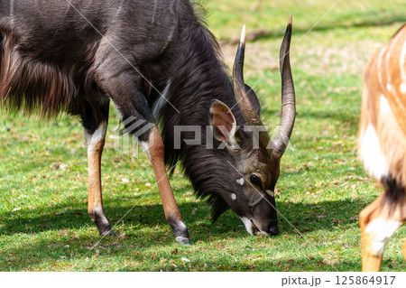 Nyala Antelope - Tragelaphus angasii. Wild life animal. 125864917
