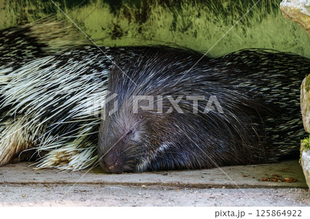 Indian crested Porcupine, Hystrix indica in a german nature park Indian crested Porcupine, Hystrix indica in a german nature park 125864922