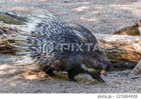 Indian crested Porcupine, Hystrix indica in a german nature park 125864926