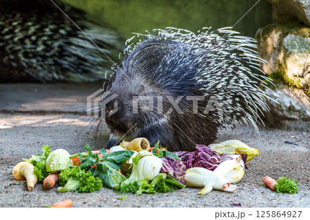 Indian crested Porcupine, Hystrix indica in a german nature park 125864927