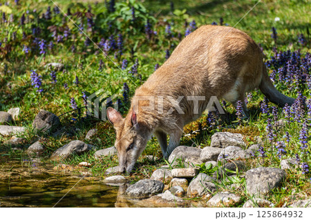 The agile wallaby, Macropus agilis also known as the sandy wallaby The agile wallaby, Macropus agilis also known as the sandy wallaby 125864932