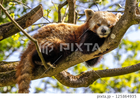 The red panda, Ailurus fulgens, also called the lesser panda. The red panda, Ailurus fulgens, also called the lesser panda. 125864935