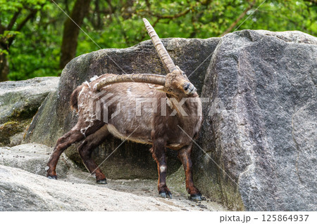 Alpine ibex, Capra ibex is a species of wild goat that lives in the mountains of the European Alps. Alpine ibex, Capra ibex is a species of wild goat that lives in the mountains of the European Alps. 125864937