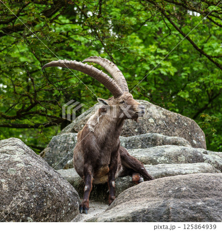 Alpine ibex, Capra ibex is a species of wild goat that lives in the mountains of the European Alps. 125864939