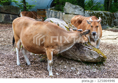 Banteng, Bos javanicus or Red Bull is a type of wild cattle. Banteng, Bos javanicus or Red Bull is a type of wild cattle. 125864946