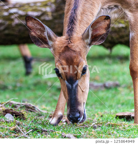Nyala Antelope - Tragelaphus angasii. Wild life animal. 125864949