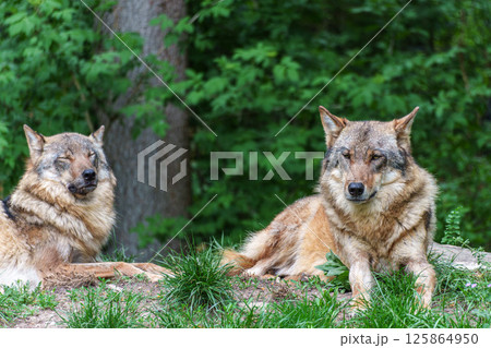 European Grey Wolf, Canis lupus in a german park European Grey Wolf, Canis lupus in a german park 125864950