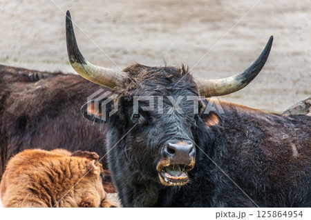 Heck cattle, Bos primigenius taurus or aurochs in a German park Heck cattle, Bos primigenius taurus or aurochs in a German park 125864954