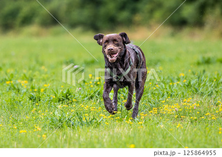 Labrador retriever, Canis lupus familiaris on a grass field. Healthy chocolate brown labrador retriever Labrador retriever, Canis lupus familiaris on a grass field. Healthy chocolate brown labrador retriever 125864955