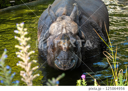 The Indian Rhinoceros, Rhinoceros unicornis aka Greater One-horned Rhinoceros The Indian Rhinoceros, Rhinoceros unicornis aka Greater One-horned Rhinoceros 125864956