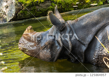 The Indian Rhinoceros, Rhinoceros unicornis aka Greater One-horned Rhinoceros 125864957