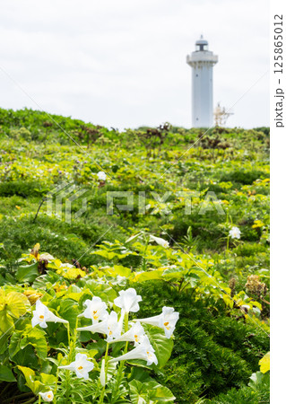 沖縄絶景　東平安名崎のテッポウユリ 125865012