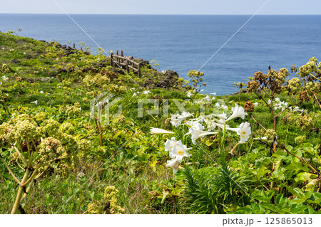 沖縄絶景　東平安名崎のテッポウユリ 125865013