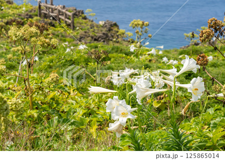沖縄絶景 東平安名崎のテッポウユリ 沖縄絶景 東平安名崎のテッポウユリ 125865014
