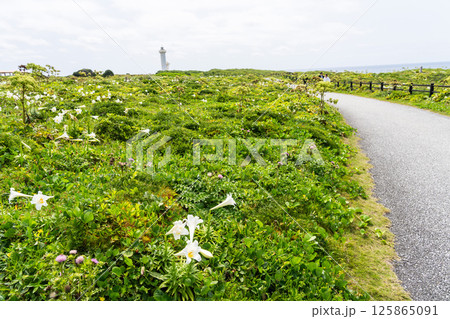 青空の東平安名崎とテッポウユリ 青空の東平安名崎とテッポウユリ 125865091