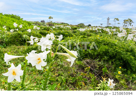 青空の東平安名崎とテッポウユリ 125865094
