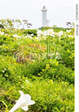 青空の東平安名崎とテッポウユリ 青空の東平安名崎とテッポウユリ 125865095