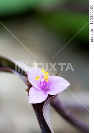 満開の紫色の花　ムラサキゴテン 125865100