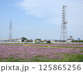 耕す前の田んぼに咲くレンゲの花(大阪府高槻市三島江で2025年5月撮影) 125865256