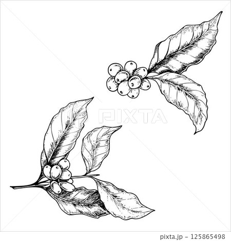 Vector set of two coffee branches Vector set of two coffee branches 125865498