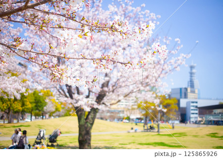 いこいの道と桜並木 いこいの道と桜並木 125865926