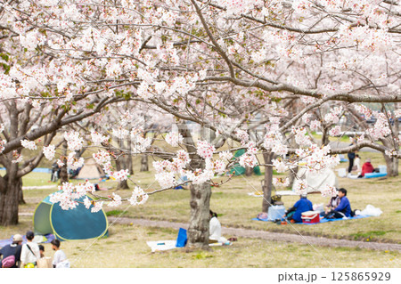 満開の桜と花見 125865929