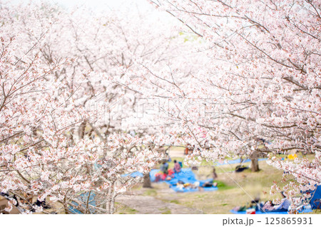 満開の桜と花見 満開の桜と花見 125865931