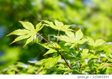 新緑のケヤキ 新緑のケヤキ 125865937